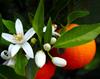 flor de laranjeira